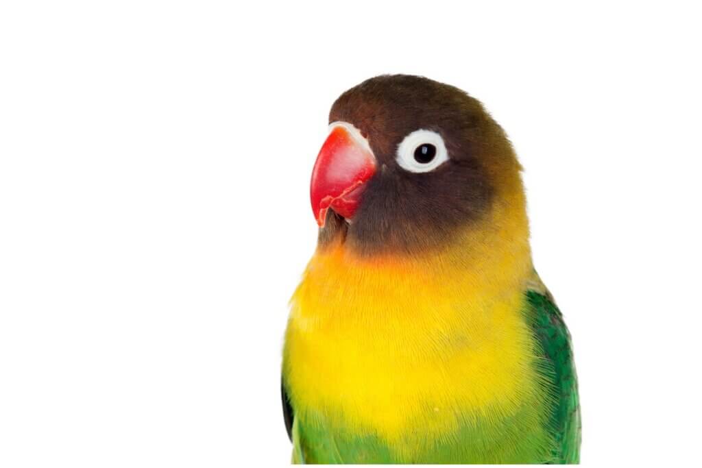 11 curiosités sur l'inséparable