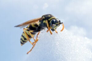 Les insectes hibernent-ils ?
