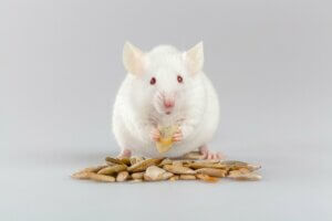 Que mangent les souris ?