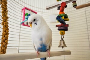 Comment construire une volière ?