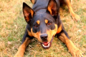 Australian kelpie : tout ce qu'il faut savoir sur cette race de chiens