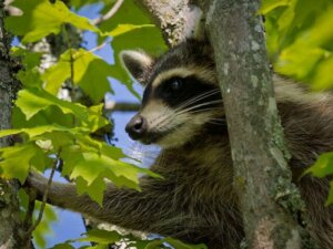13 animaux qui vivent dans la forêt