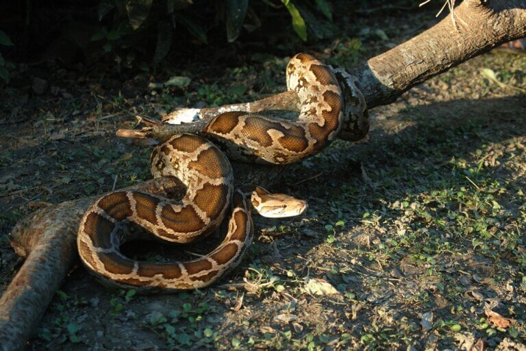 Qu'est-ce que la constriction ?