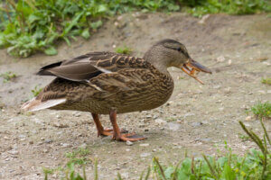 Comment nourrir un canard domestique ?