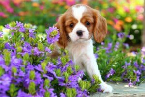 Les maladies courantes chez le cavalier king charles spaniel