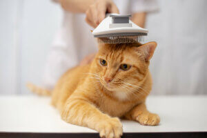 Pourquoi les poils de mon chat ne repoussent-ils pas ?