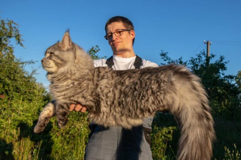 14 races de chats géantes