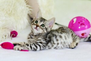 Cette souris robotique à seulement 15 euros sera le jouet préféré de votre chat