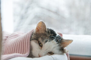 8 faits sur les antibiotiques pour chats