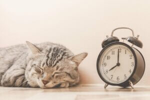 10 conseils pour améliorer et prolonger la vie de votre chat