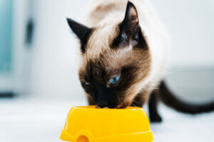 10 aliments que votre chat va adorer