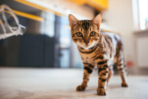 Mon chat titube : que faire ?