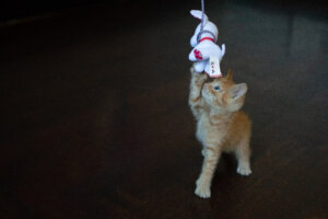 Le jouet qui divertira votre chat pendant des heures pour seulement 37 euros