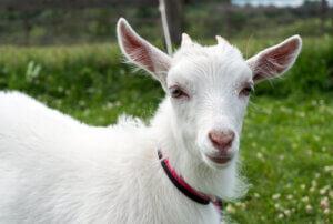10 animaux herbivores