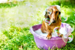 Puis-je utiliser du liquide vaisselle pour éliminer les puces chez mon chien ?