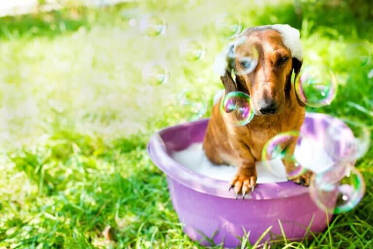 Puis-je utiliser du liquide vaisselle pour éliminer les puces chez mon chien ?