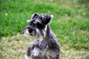 Pourquoi ne faut-il pas couper les moustaches du chien ?