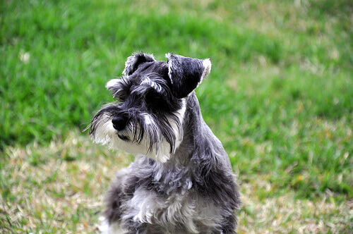 Pourquoi ne faut-il pas couper les moustaches du chien ?