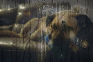 Ce manteau pour grands chiens est imperméable à l'extérieur et en velours à l'intérieur, et est l'un des plus vendus sur Amazon