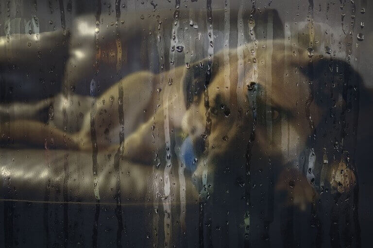 Ce manteau pour grands chiens est imperméable à l'extérieur et en velours à l'intérieur, et est l'un des plus vendus sur Amazon