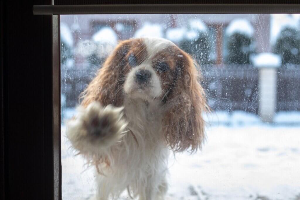 Pourquoi mon chien gratte à la porte ?