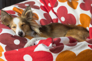 Comment habituer un chien à dormir seul ?