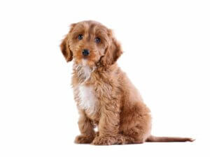 Cockapoo : soins et caractéristiques
