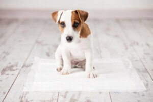 Comment apprendre à un chiot à utiliser le tapis de propreté ?