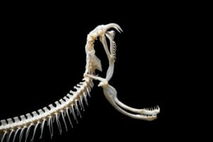 Les serpents ont-ils des os ?