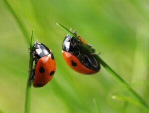 Tout ce qu'il faut savoir sur les coccinelles