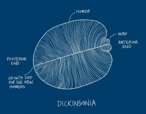 Ils découvrent le premier animal du monde