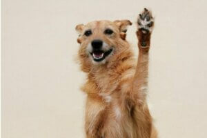 7 choses que vous devez savoir sur les ergots d'un chien