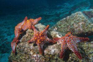 Etoile de mer : anatomie, habitat et alimentation