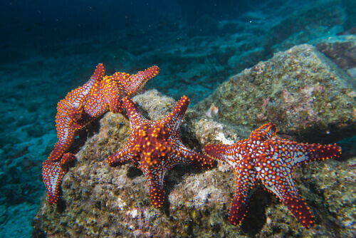 Etoile de mer : anatomie, habitat et alimentation