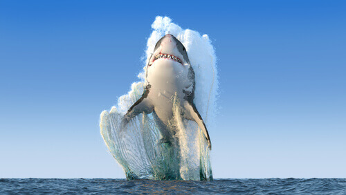 Les 8 plus grands requins du monde