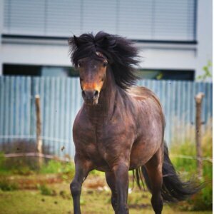 Hunter irlandais : origine et caractéristiques