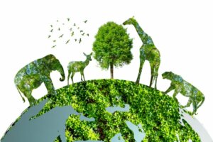 Journée internationale de la diversité biologique : comment est-elle célébrée ?