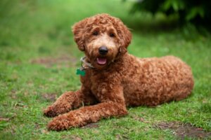 Labradoodle : caractéristiques et soins