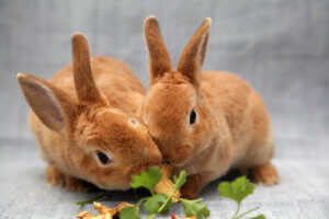 Comment bien nourrir les lapins ?