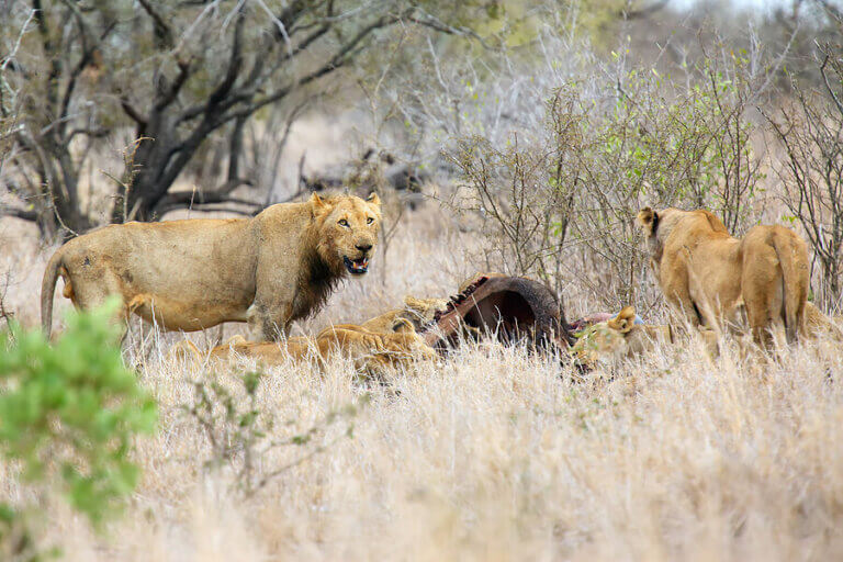 L'alimentation du lion
