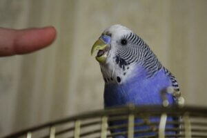 Mon oiseau me mord : causes et solutions