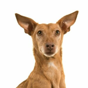 Podenco andalou : tout ce qu'il faut savoir sur cette race de chiens