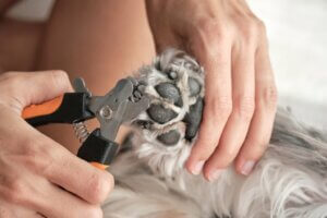 Comment couper les poils entre les coussinets d'un chien ?