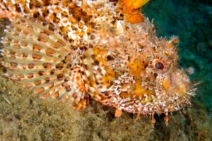 Les 10 poissons les plus venimeux au monde