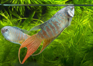 6 poissons qui n'ont pas besoin de filtre dans leur aquarium