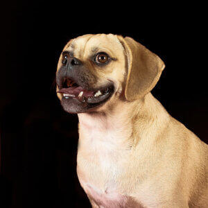 Puggle : tout ce qu'il faut savoir sur cette race de chiens