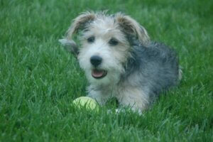 Schnoodle : tout ce qu'il faut savoir sur cette race de chiens