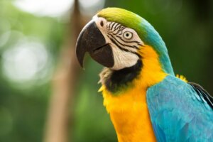 Un ara comme animal de compagnie : est-ce possible ?