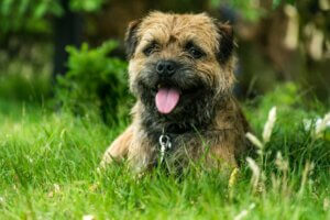 Border terrier : tout ce qu'il faut savoir sur cette race de chiens