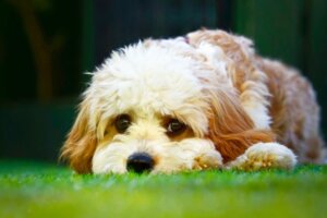 Cavapoo : caractéristiques et soins